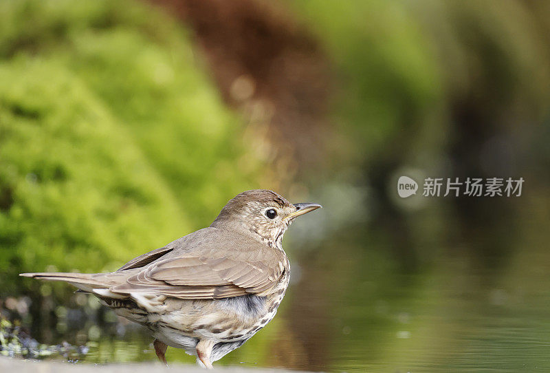 Song Trush (Turdus philomelos)